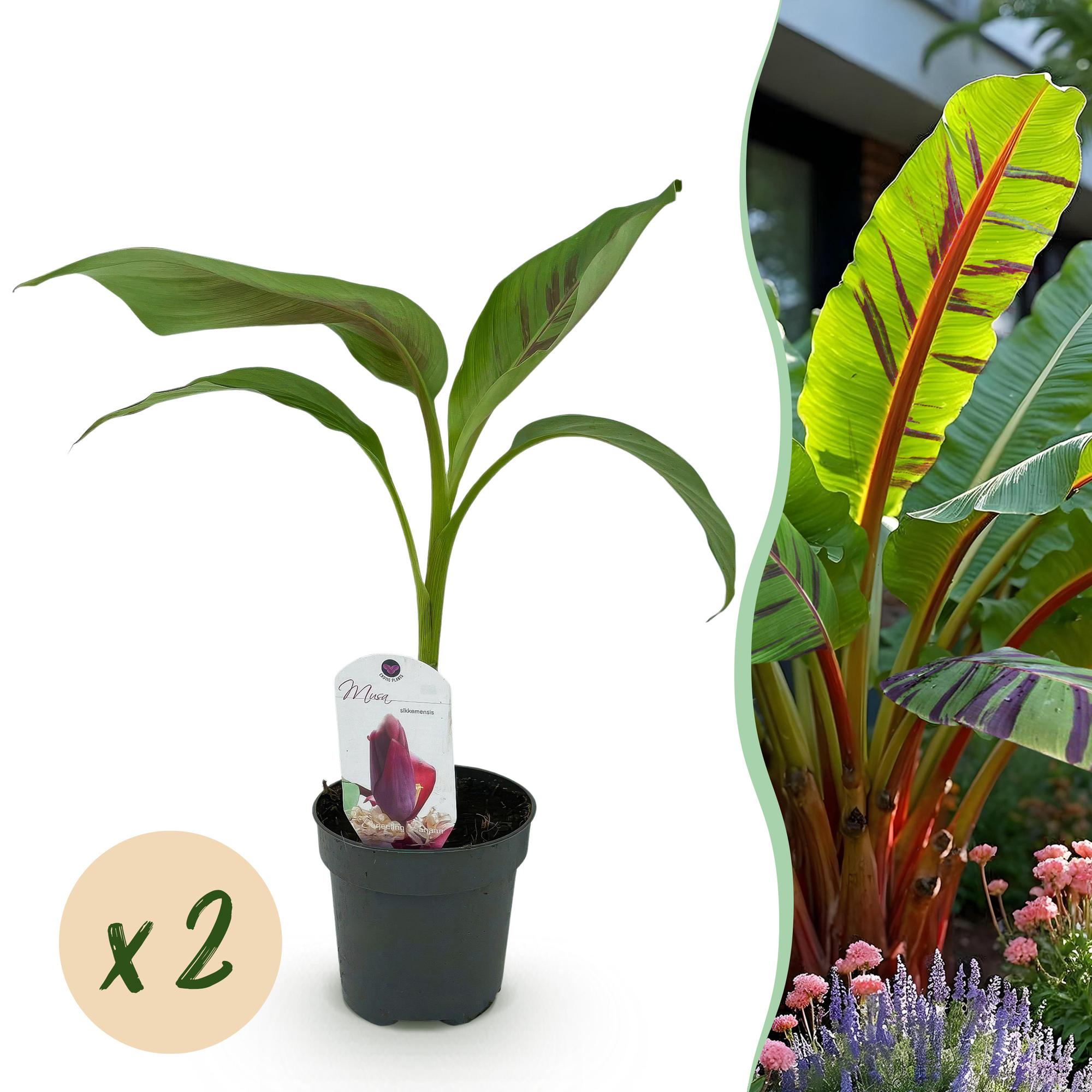 Fruitplant - Bananen plant - Musa sikkemensis Red Tiger - Winterhard - 2 planten - Pot 12cm Hoogte 30cm