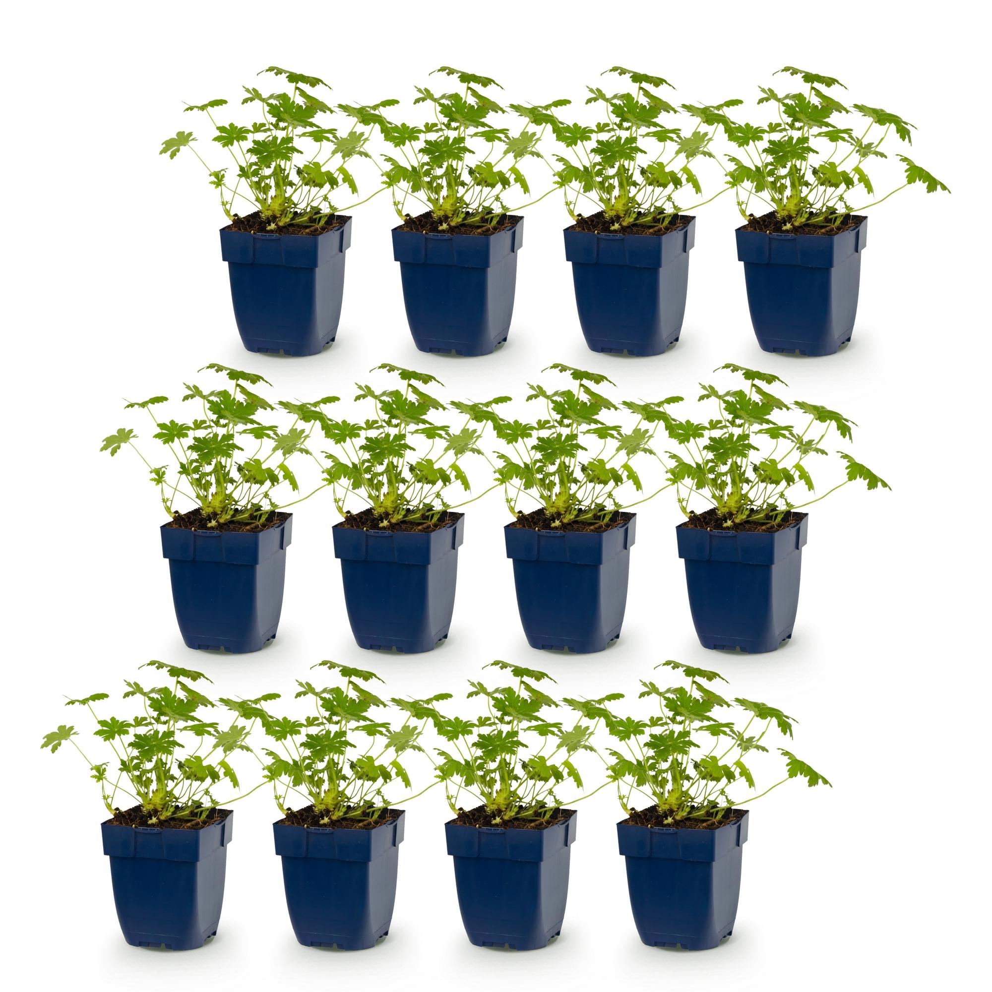 Vasteplant - Geranium macr. Ingwersen's Variety - Ooievaarsbek - Bodembedekkend - Licht Roze - 12 Planten - Pot 11cm - Hoogte 15-25cm