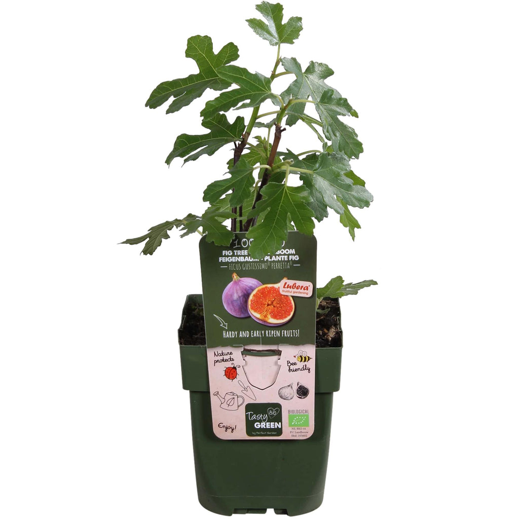 Ficus Gustissimo Perretta - Ø13 - ↨30cm