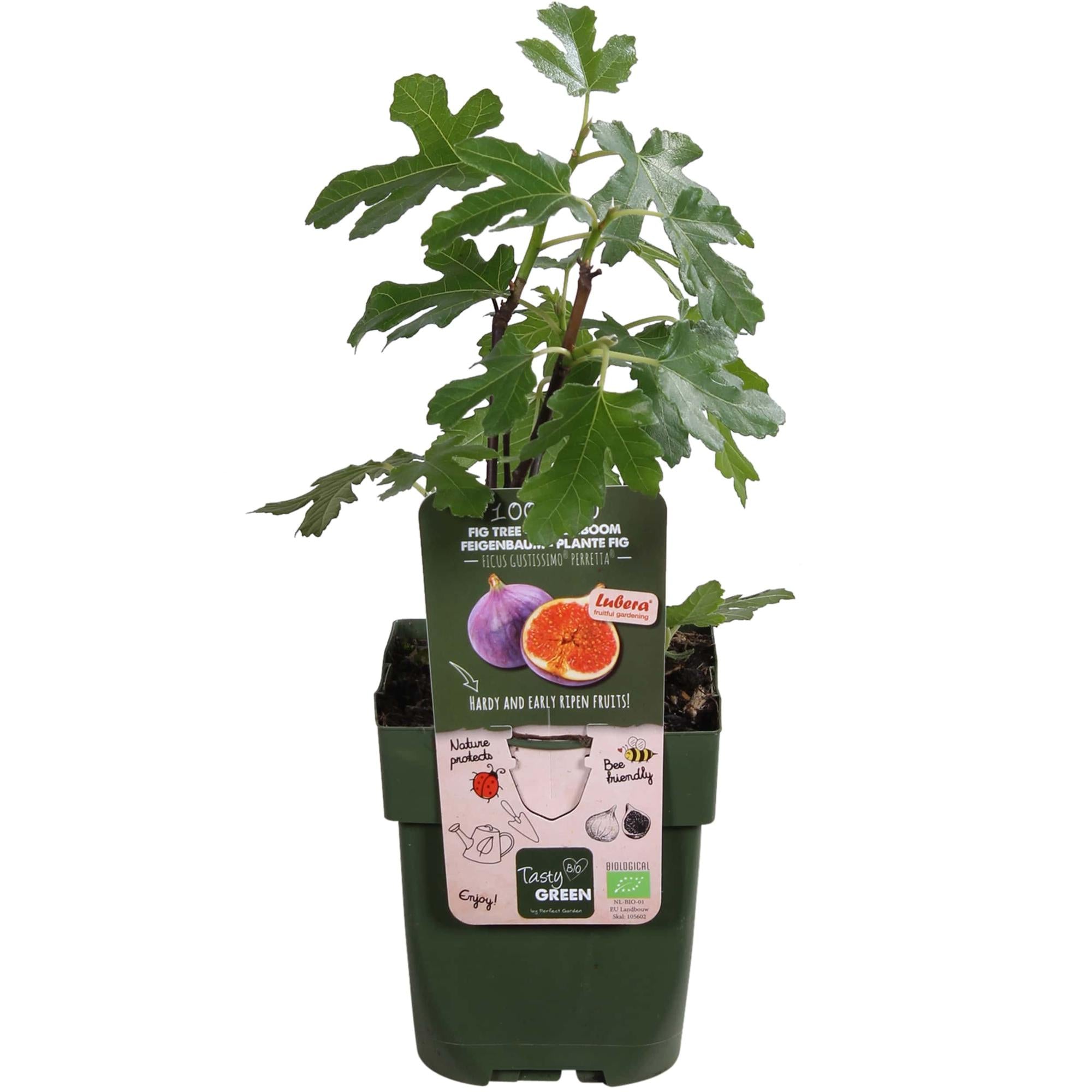 Ficus Gustissimo Perretta - Ø13 - ↨30cm