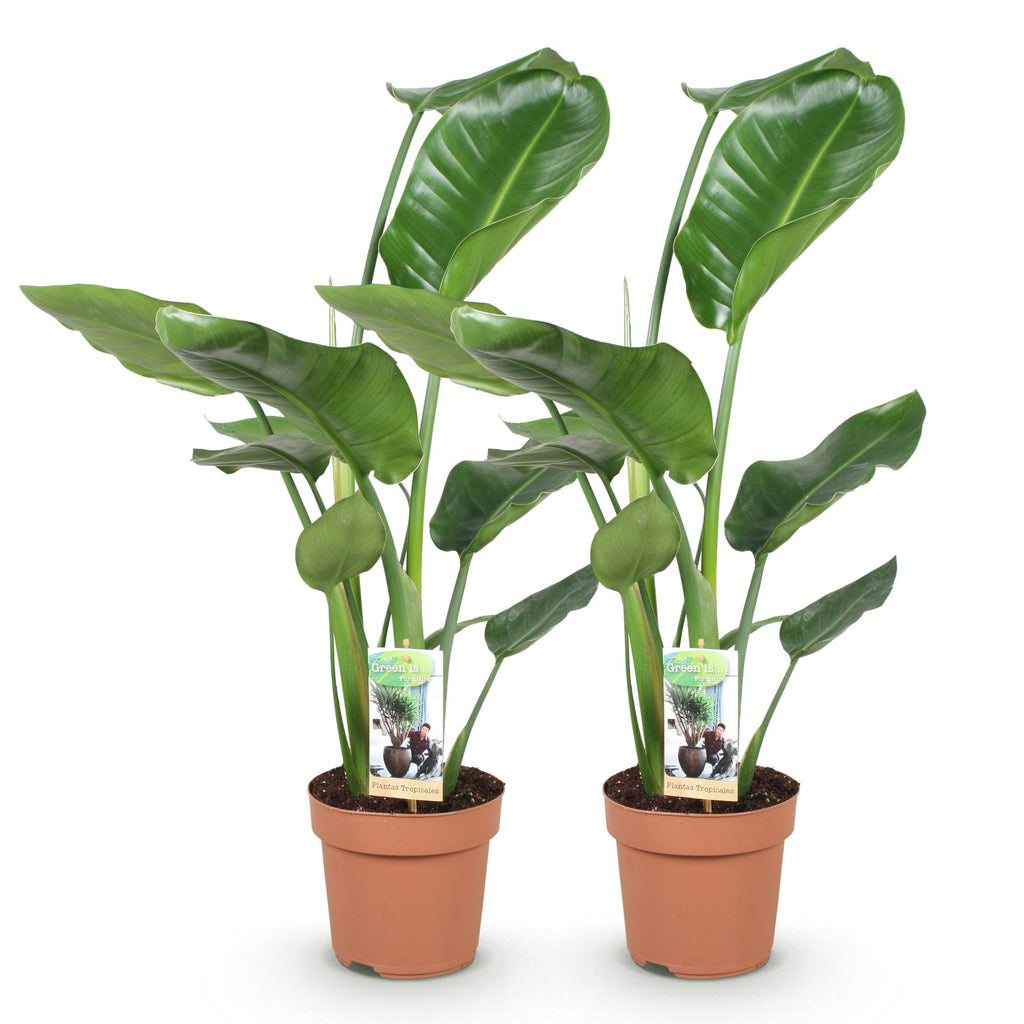 Green is... Kamerplanten - Stelitzia Nicolai - Paradijsvogelbloem - Weinig onderhoud - Groen - 2 Planten - Pot 17cm - Hoogte 70-90cm