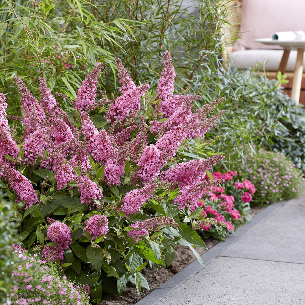 Tuinplant - Buddleja davidii Butterfly Candy Little Pink - Vlinderstruik - Compact - Roze - 3 Planten - Pot 12cm - Hoogte 20-25cm