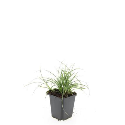 48x Luzula nivea - ↕10-25cm - Ø9cm
