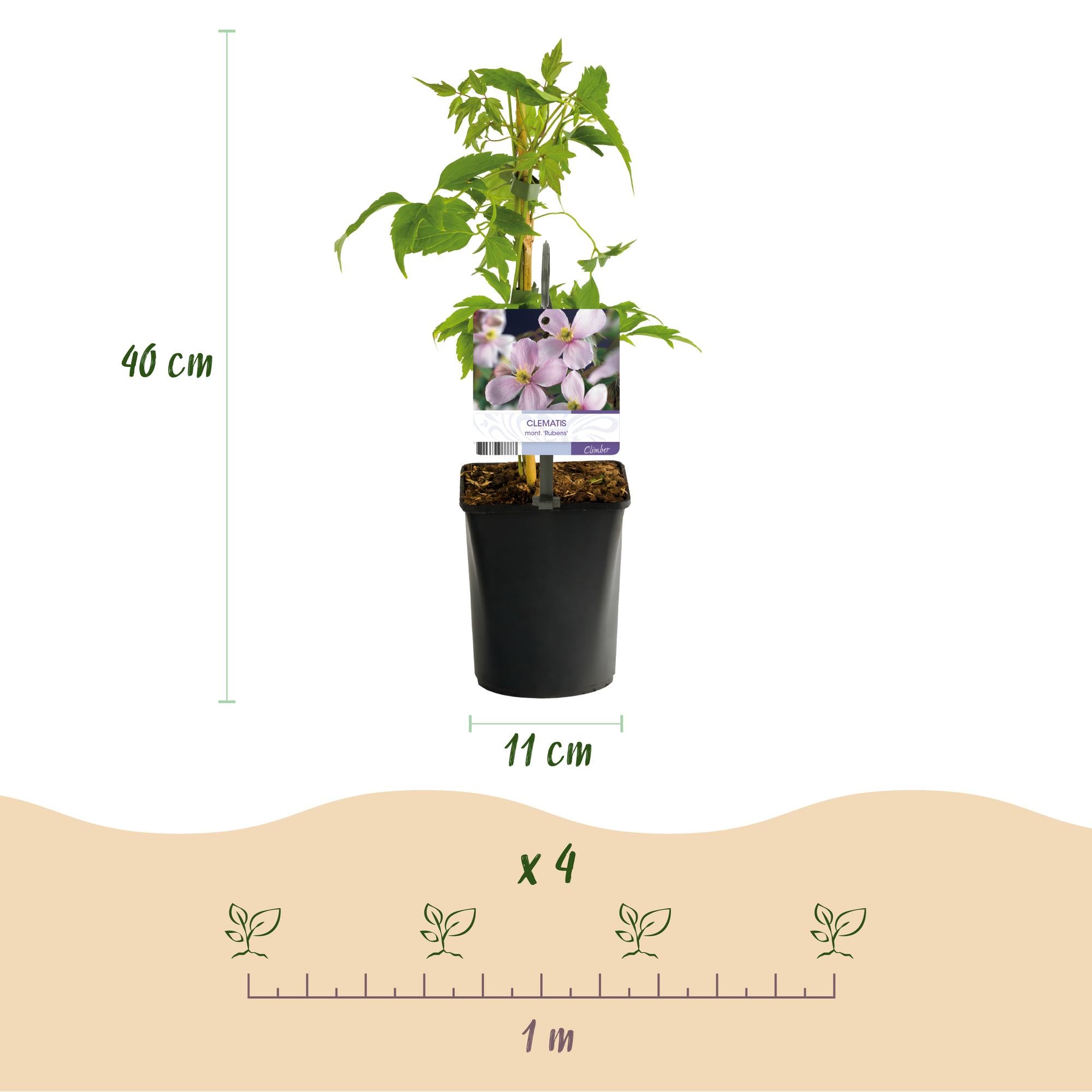 Klimplant - Clematis montana Rubens - Bloem Roze - Vroegbloeiend - Weinig onderhoud -2 planten -  Pot 11cm Hoogte 40cm