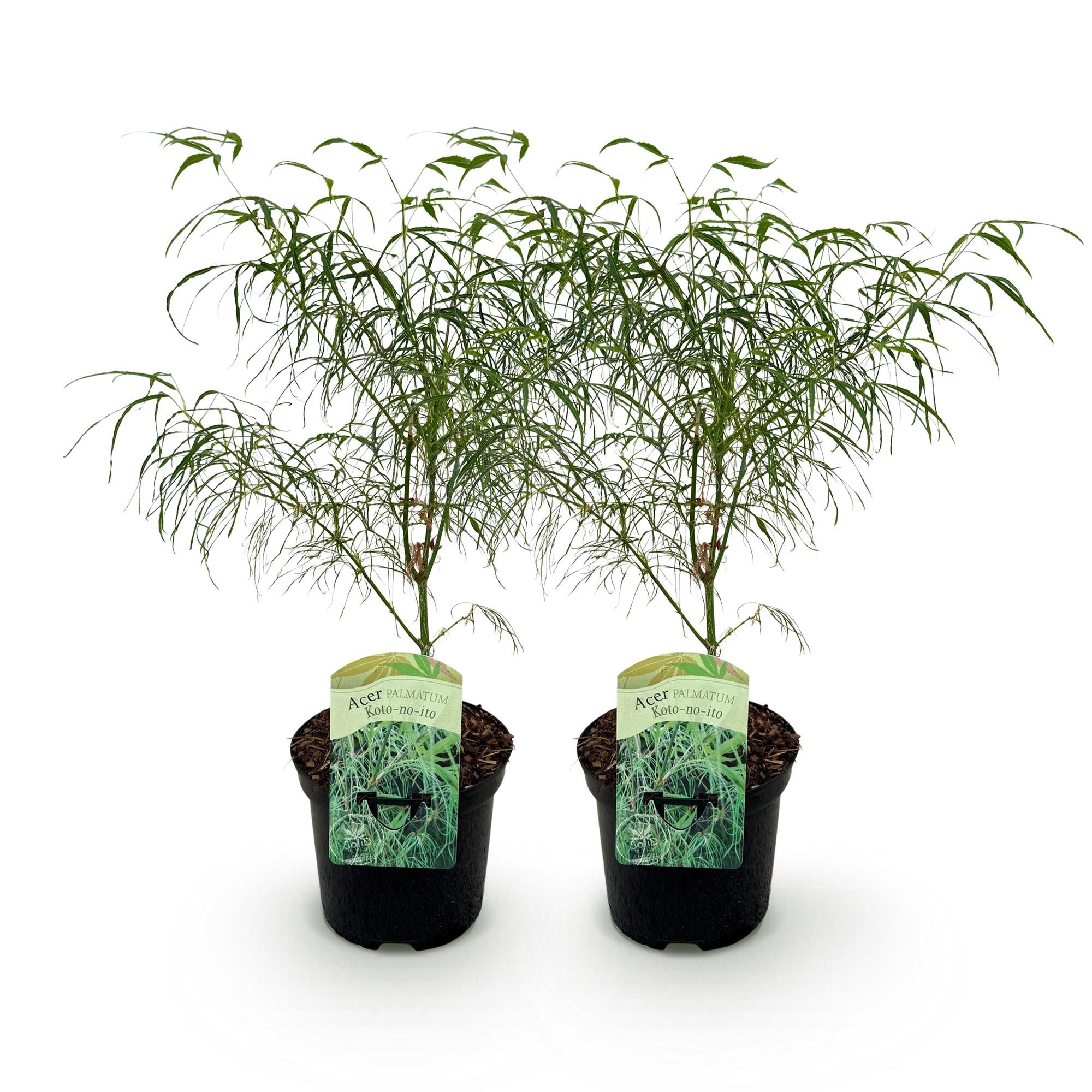 Terrasplant - Japanse Esdoorn - Acer palmatum Koto-no-ito - Groen - 2 Planten - Bladverliezend - Pot 19cm Hoogte 70cm
