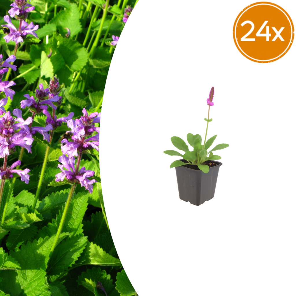 24x Stachys mon. 'Hummelo' - ↕10-25cm - Ø9cm