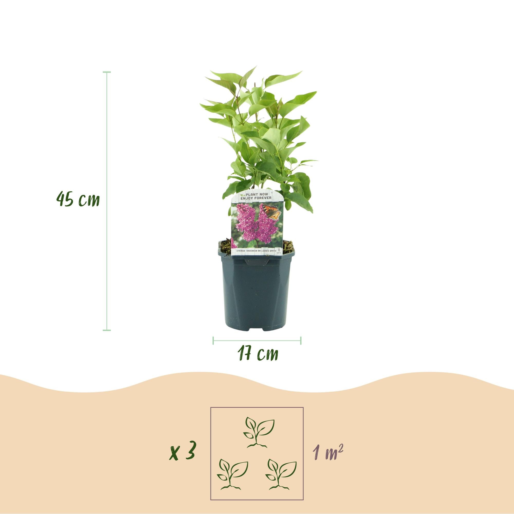 Tuinplant - Syringa vulgaris Ludwig Spath - Gewone Sering - Winterhard - Paars - 1 Plant - Pot 17cm - Hoogte 45cm