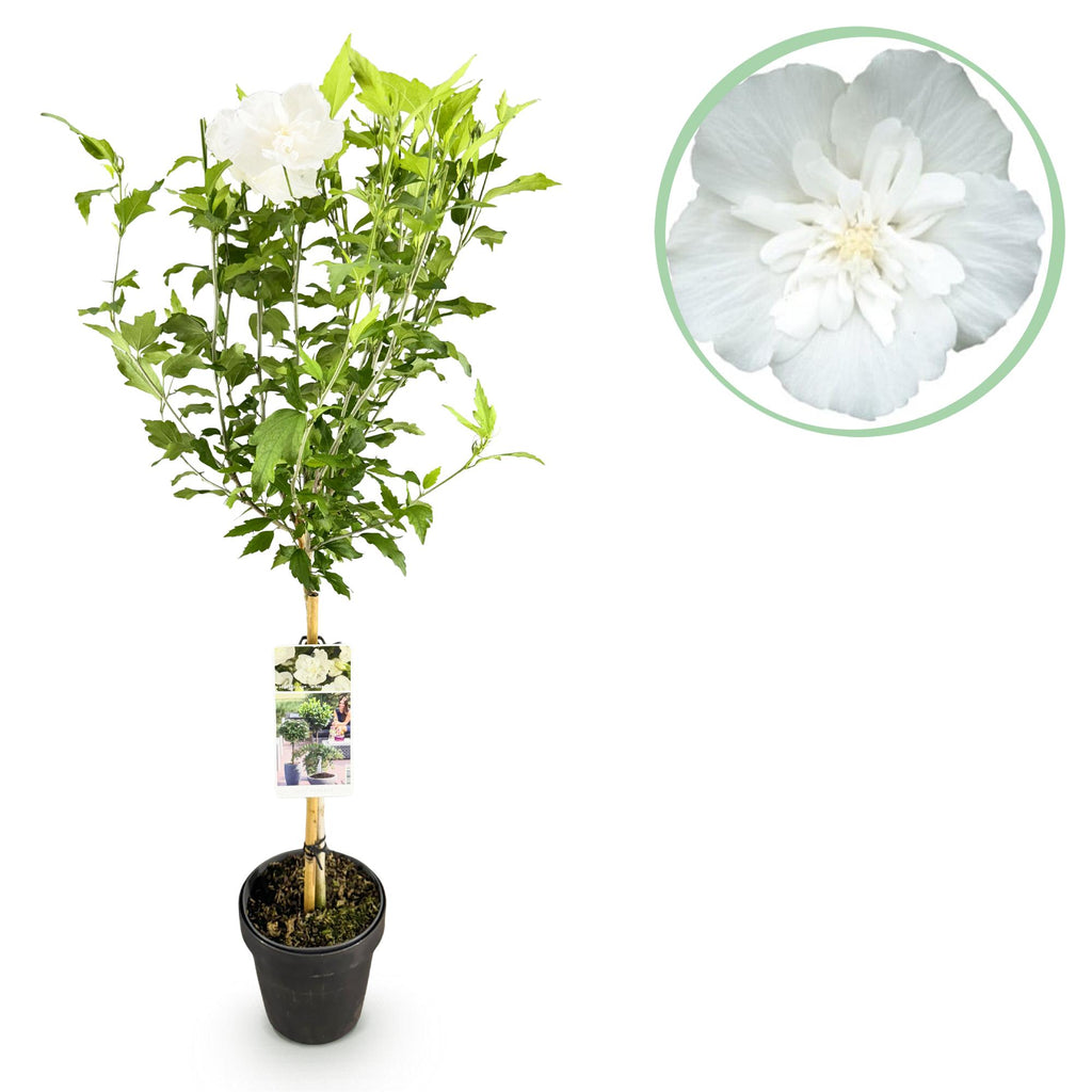Plant op Stam - Hibiscus syriacus White Chiffon® - Terras Plant - Bladverliezend - Winterhard - Witte Bloem - Pot 19cm Hoogte 90cm