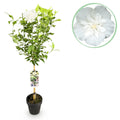 Plant op Stam - Hibiscus syriacus White Chiffon® - Terras Plant - Bladverliezend - Winterhard - Witte Bloem - Pot 19cm Hoogte 90cm