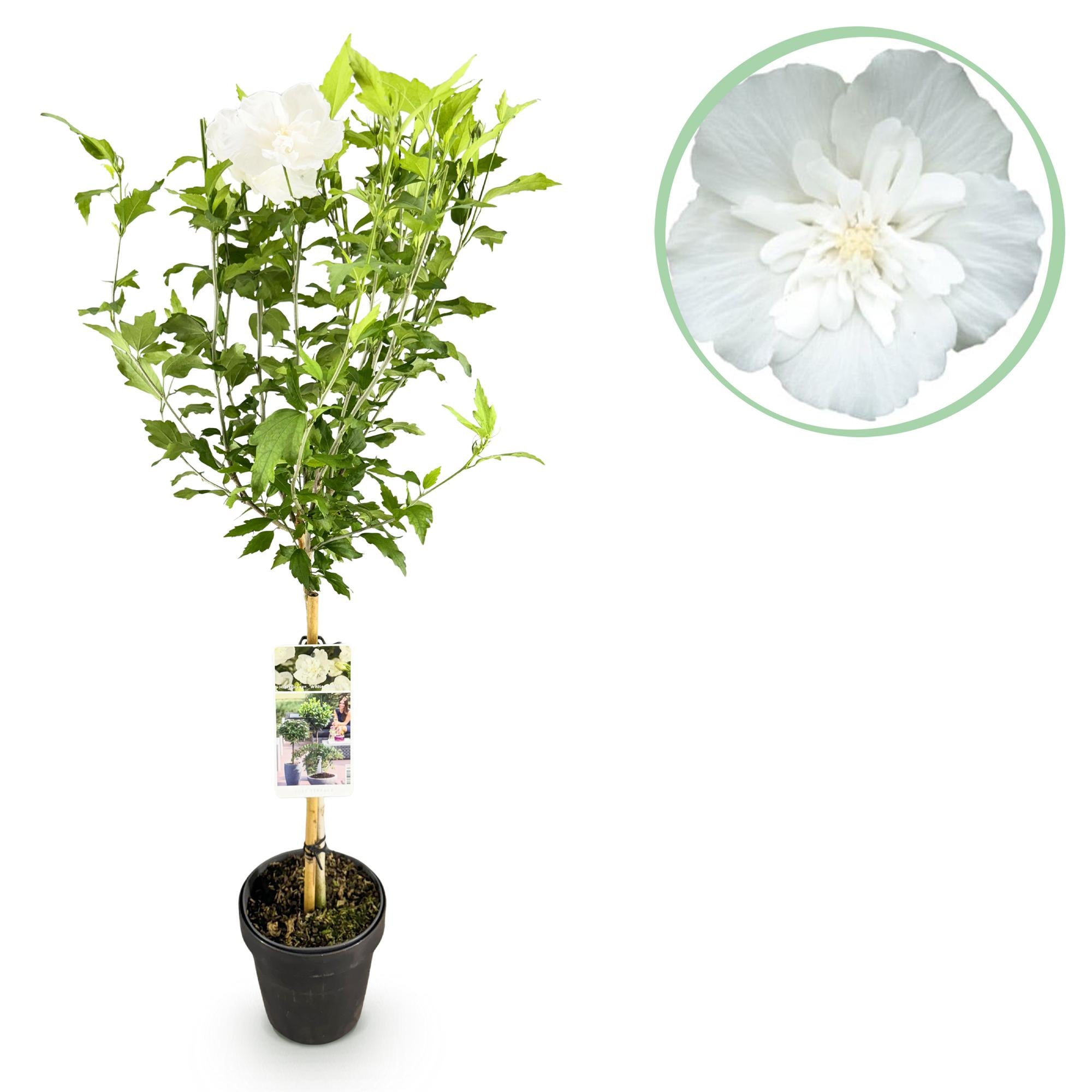 Plant op Stam - Hibiscus syriacus White Chiffon® - Terras Plant - Bladverliezend - Winterhard - Witte Bloem - Pot 19cm Hoogte 90cm