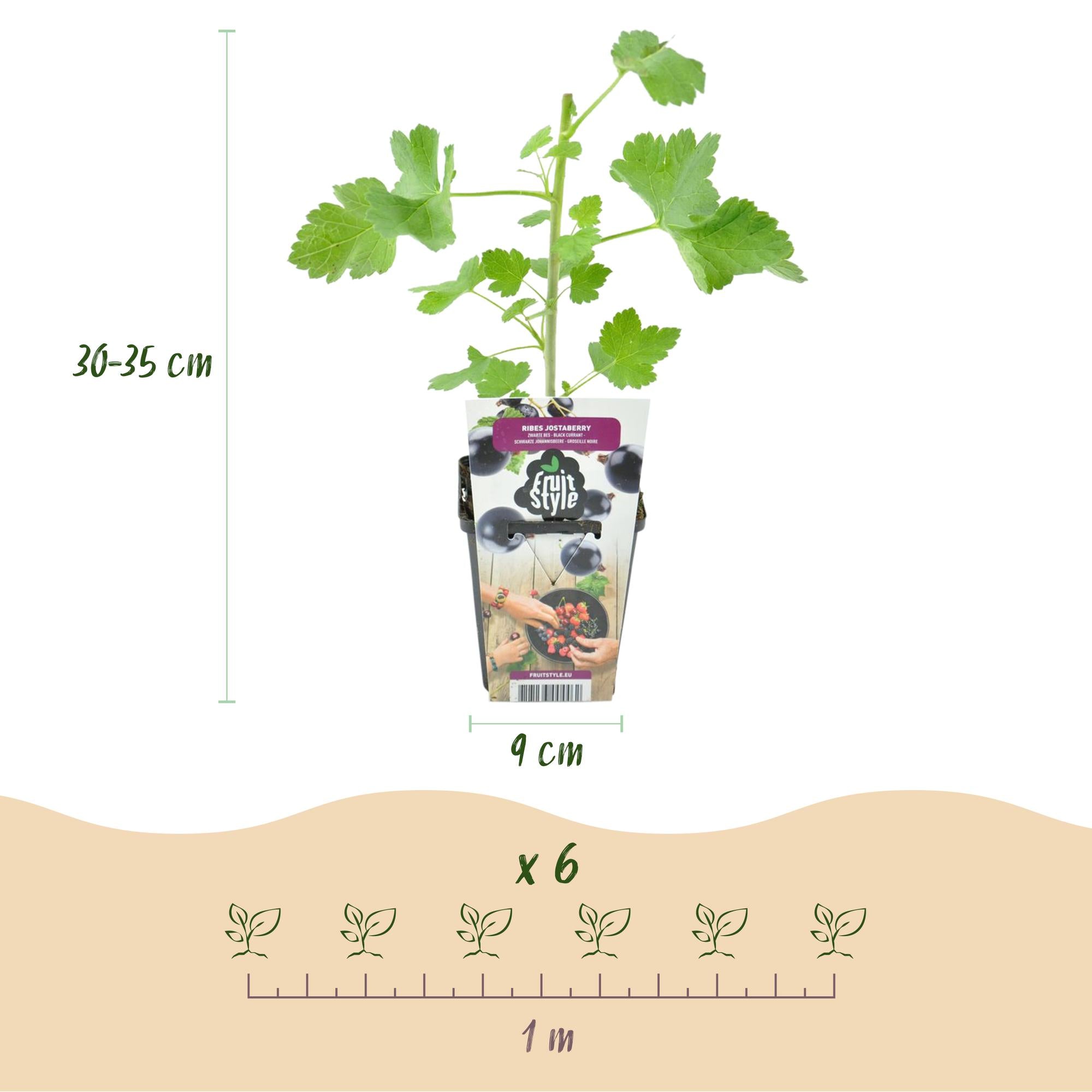 Fruitplanten - Jostabes - Ribes Jostabes - Winterhard - 3 Planten - Pot 9 cm - Zwarte Bes