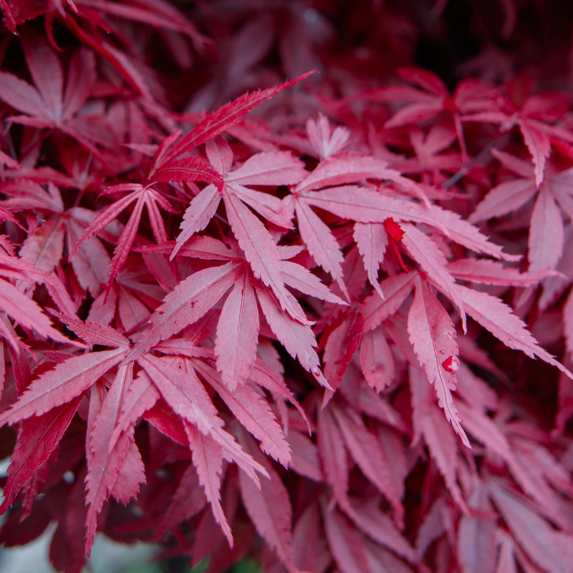 Terrasplant - Japanse Esdoorn - Acer palmatum Skeetsers Broom - Paars - 1 Plant - Bladverliezend - Pot 19cm Hoogte 70cm