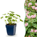 Vasteplant - Geranium macr. Ingwersen's Variety - Ooievaarsbek - Bodembedekkend - Licht Roze - 24 Planten - Pot 11cm - Hoogte 15-25cm