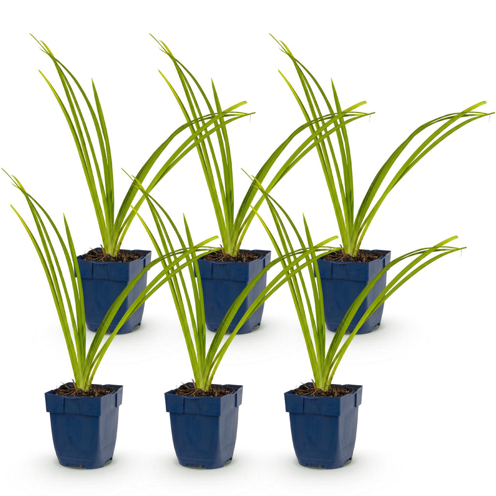 Vasteplant - Hemerocallis Pink Damask - Daglelie - Bijen en Vlinderlokkers - Roze - 6 Planten - Pot 11cm - Hoogte 15-25cm