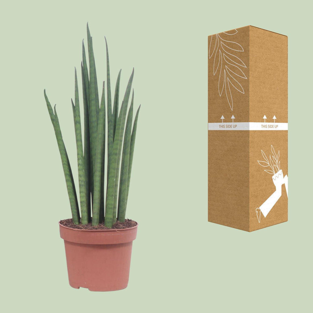 Sansevieria Mikado - Ø12cm - ↕40cm