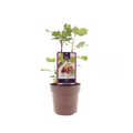 Ficus Brown Turkey - Ø15cm - ↕40cm