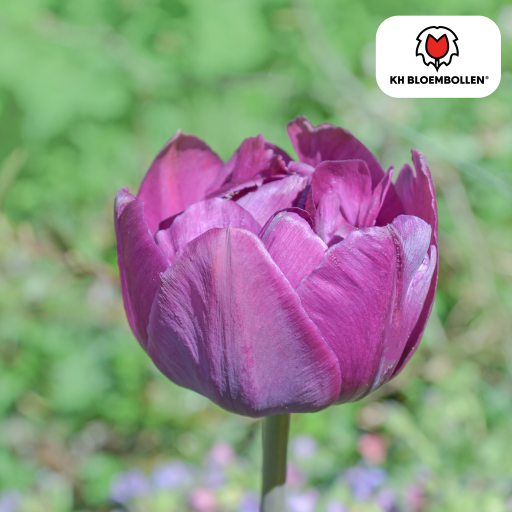 Tulpenbollen Double Flag – 20 Stuks | KH Bloembollen® | Paarse Dubbelbloemige Tulp – Elegant & Vol – Cadeau voor Tuin of Pot – Maat 11/12 – Vers van de Teler!