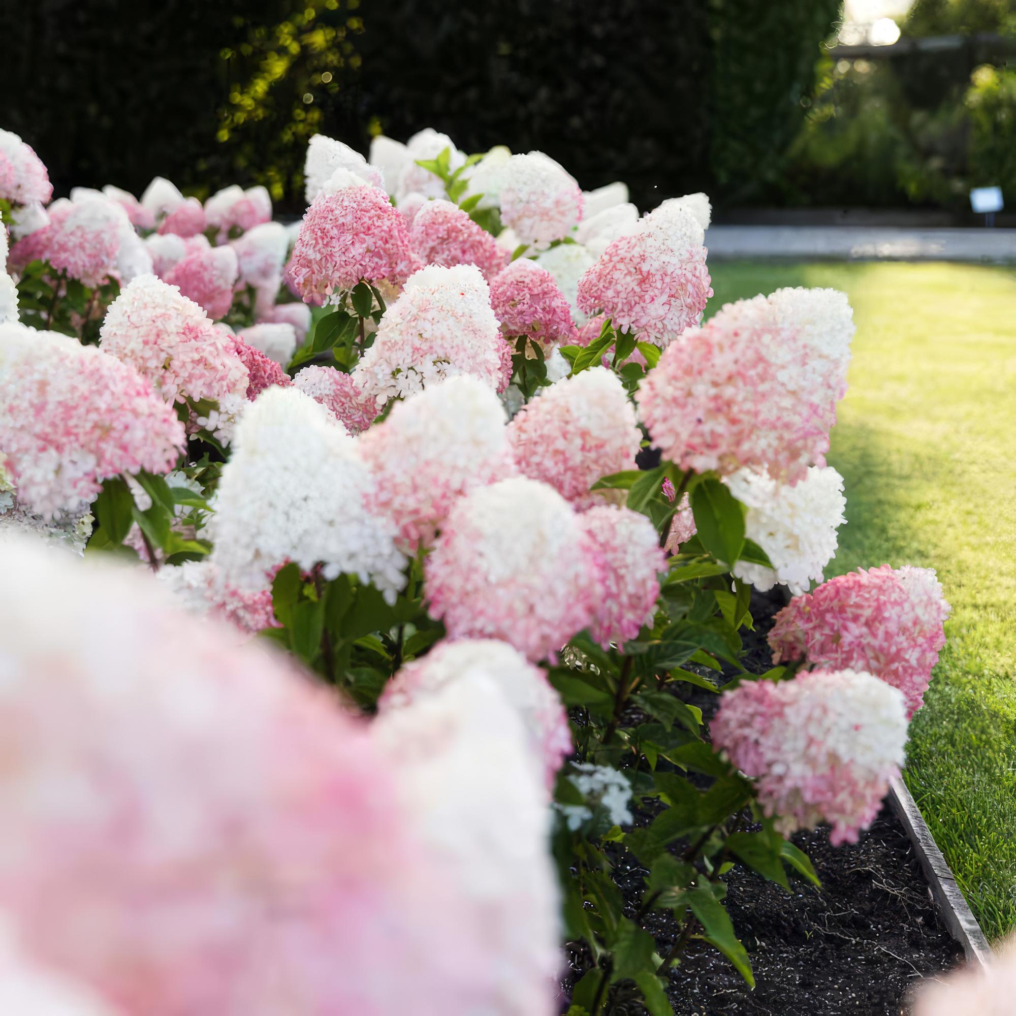 Tuinplant - Hydrangea panniculata Living Pink & Rose - Pluimhortensia - Winterhard - Roze - 3 Planten - Pot 12cm - Hoogte Hoogte 20-30cm