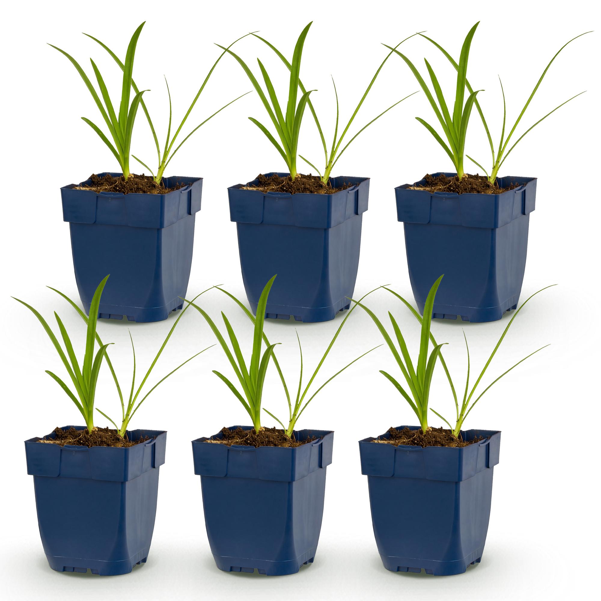 Vasteplant - Agapanthus africanus Albus - Afrikaanse Lelie - Bijen en Vlinderlokkers - Wit - 6 Planten - Pot 11cm - Hoogte 15-25cm