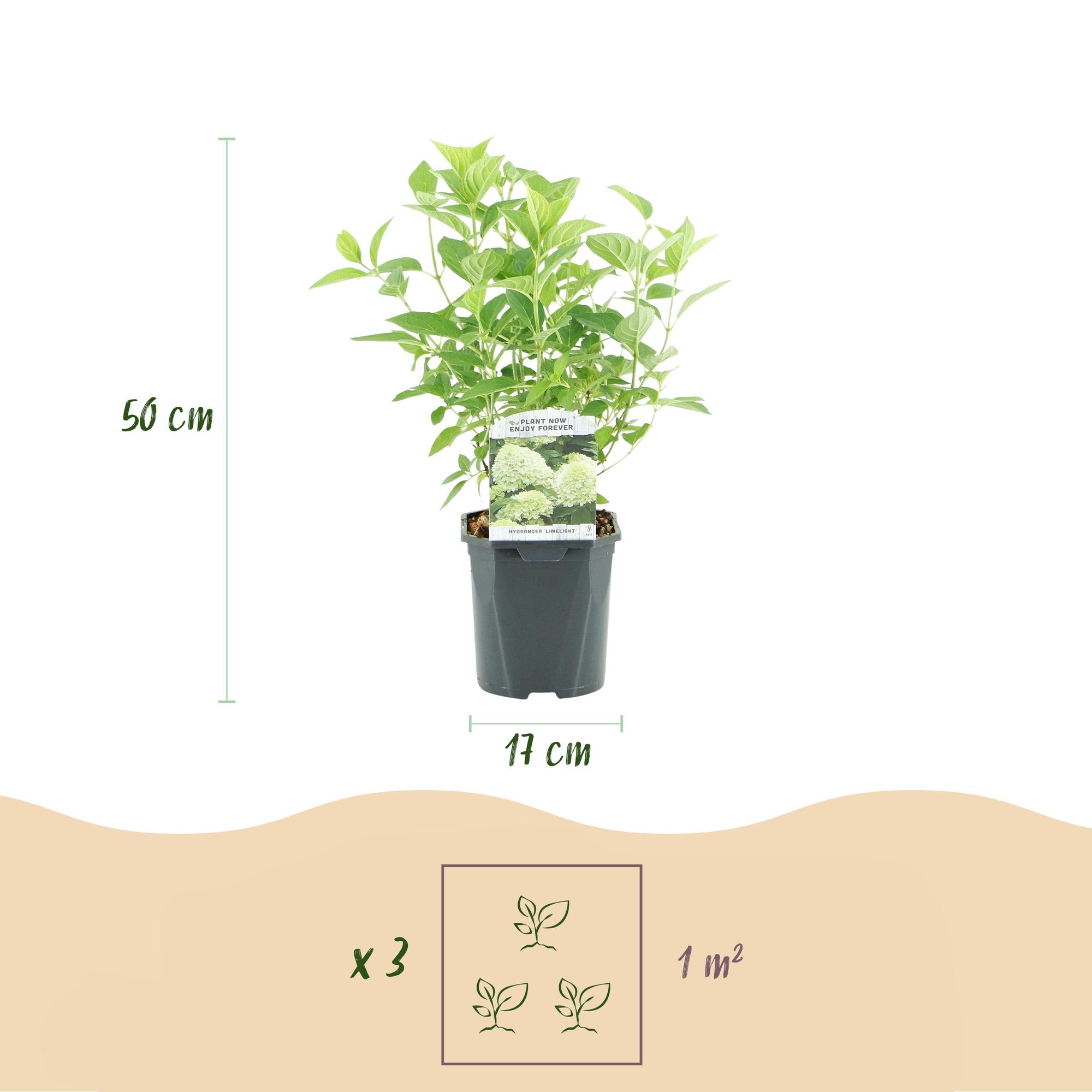 Pluim Hortensia - Hydrangea panniculata Limelight - Bloem Creme Wit  - 3 Planten - 1 m2 - Bladverliezend - Grote Bloemen - Pot 17cm Hoogte 50cm