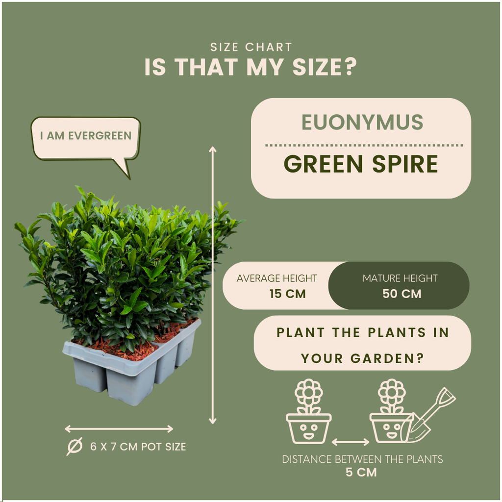 48 x Euonymus 'Green Spire' - 48 x Ø 7 cm - ↨ 15 cm