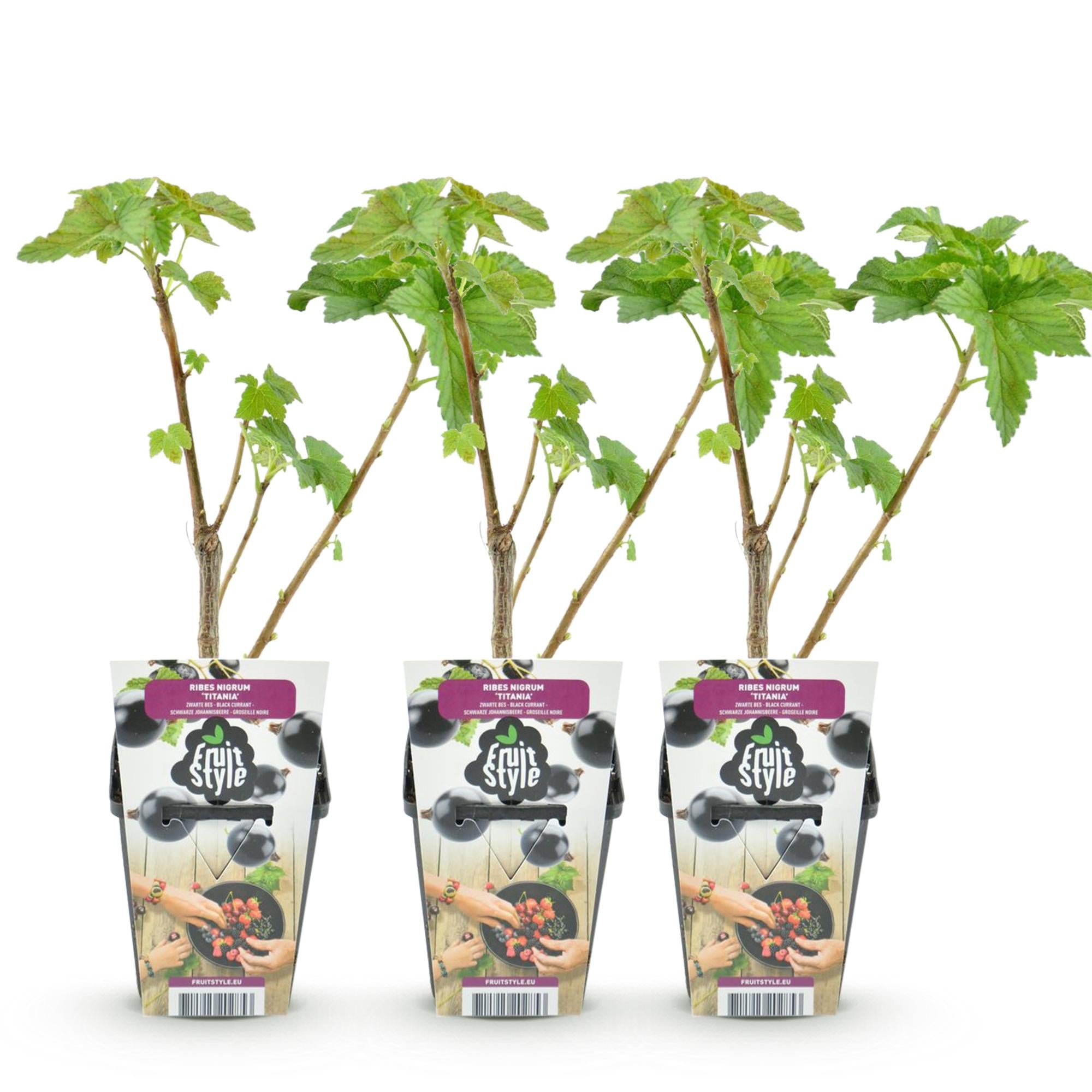 Fruitplanten - Zwarte Bes - Ribes nigrum Titania - Winterhard - 3 Planten - Pot 9 cm - Zwarte Bes