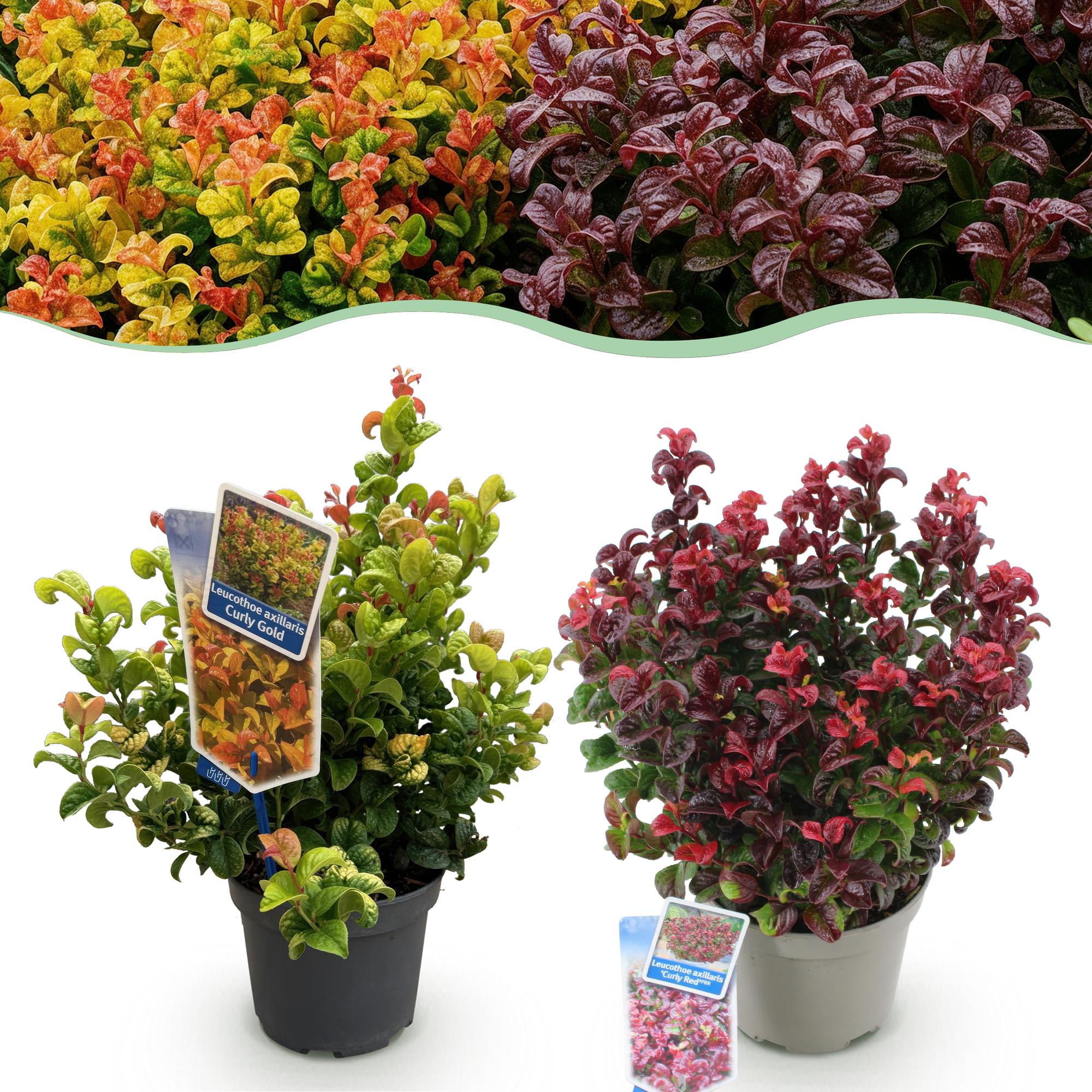 Tuinplant - Leucothoe Curly Duo - Geel & Rood - 2 Planten - Groenblijvend - Weinig Onderhoud - Pot 17cm Hoogte 40cm
