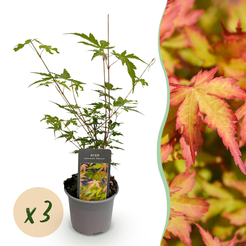Tuinplant - Acer palmatum Sangokaku - Groen - 3 Planten - Bladverliezend - Weing Onderhoud - Pot 12cm Hoogte 35cm