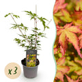 Tuinplant - Acer palmatum Sangokaku - Groen - 3 Planten - Bladverliezend - Weing Onderhoud - Pot 12cm Hoogte 35cm