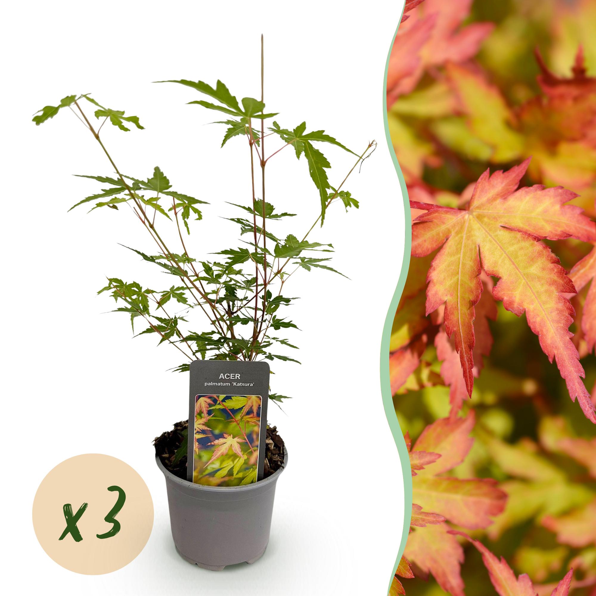 Tuinplant - Acer palmatum Sangokaku - Groen - 3 Planten - Bladverliezend - Weing Onderhoud - Pot 12cm Hoogte 35cm