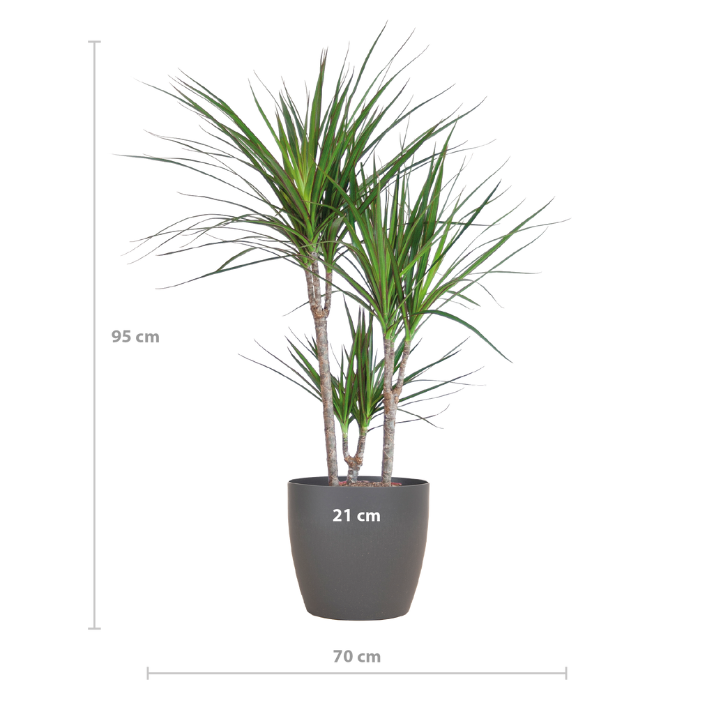 Dracaena Marginata met Potter pot grijs - 95cm - Ø21