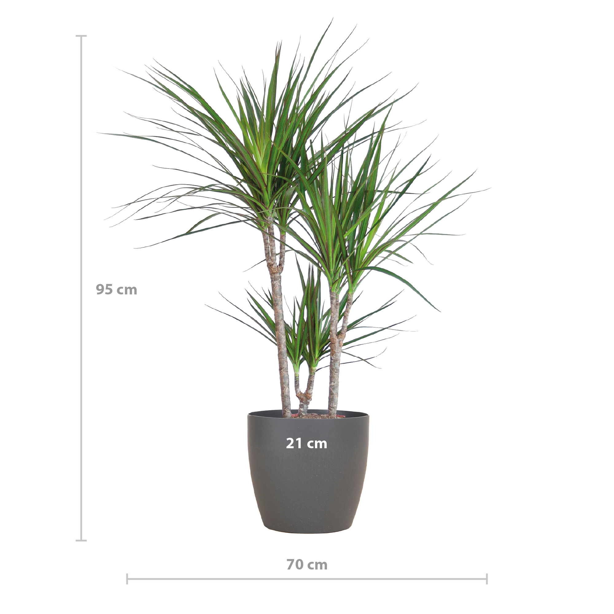 Dracaena Marginata met Potter pot grijs - 95cm - Ø21