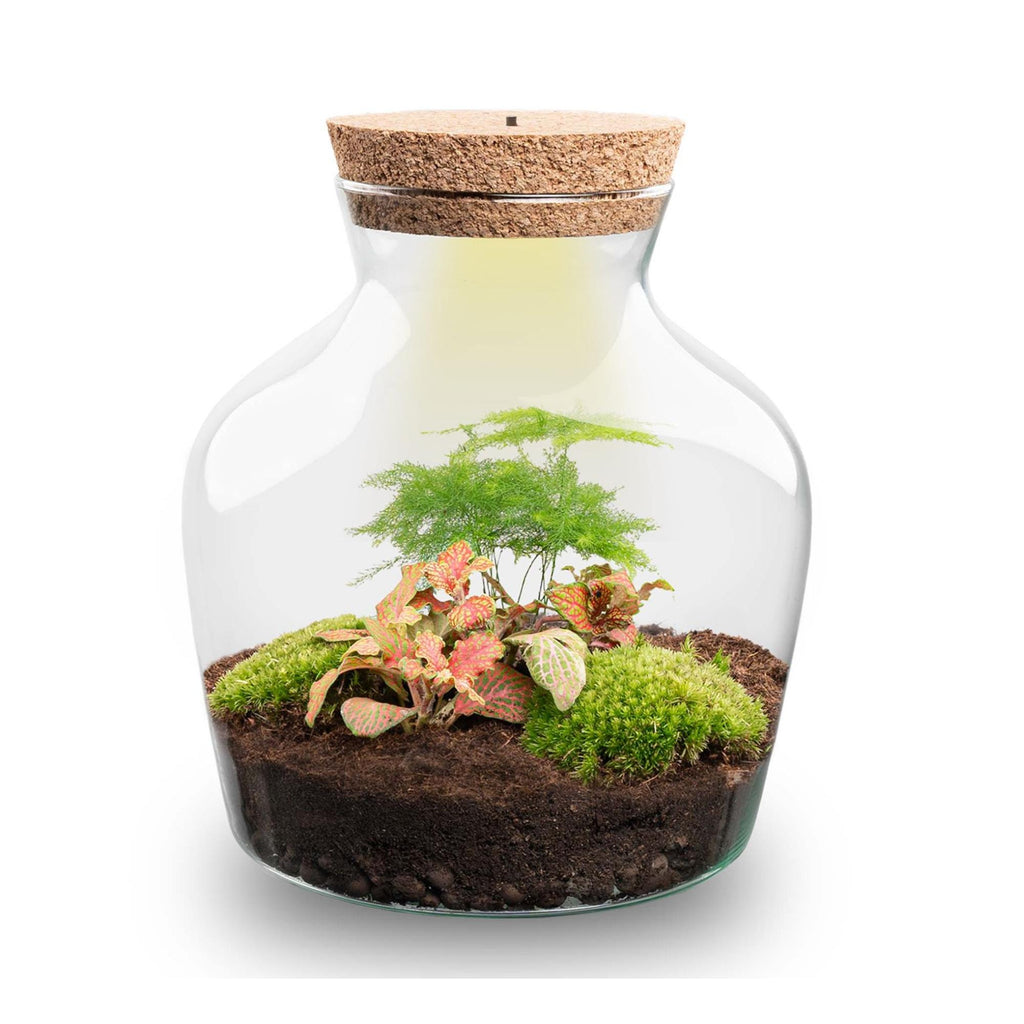 DIY terrarium - Little Joe met licht - ↕ 21,5 cm - Rake + Shovel + Tweezer + Scissors