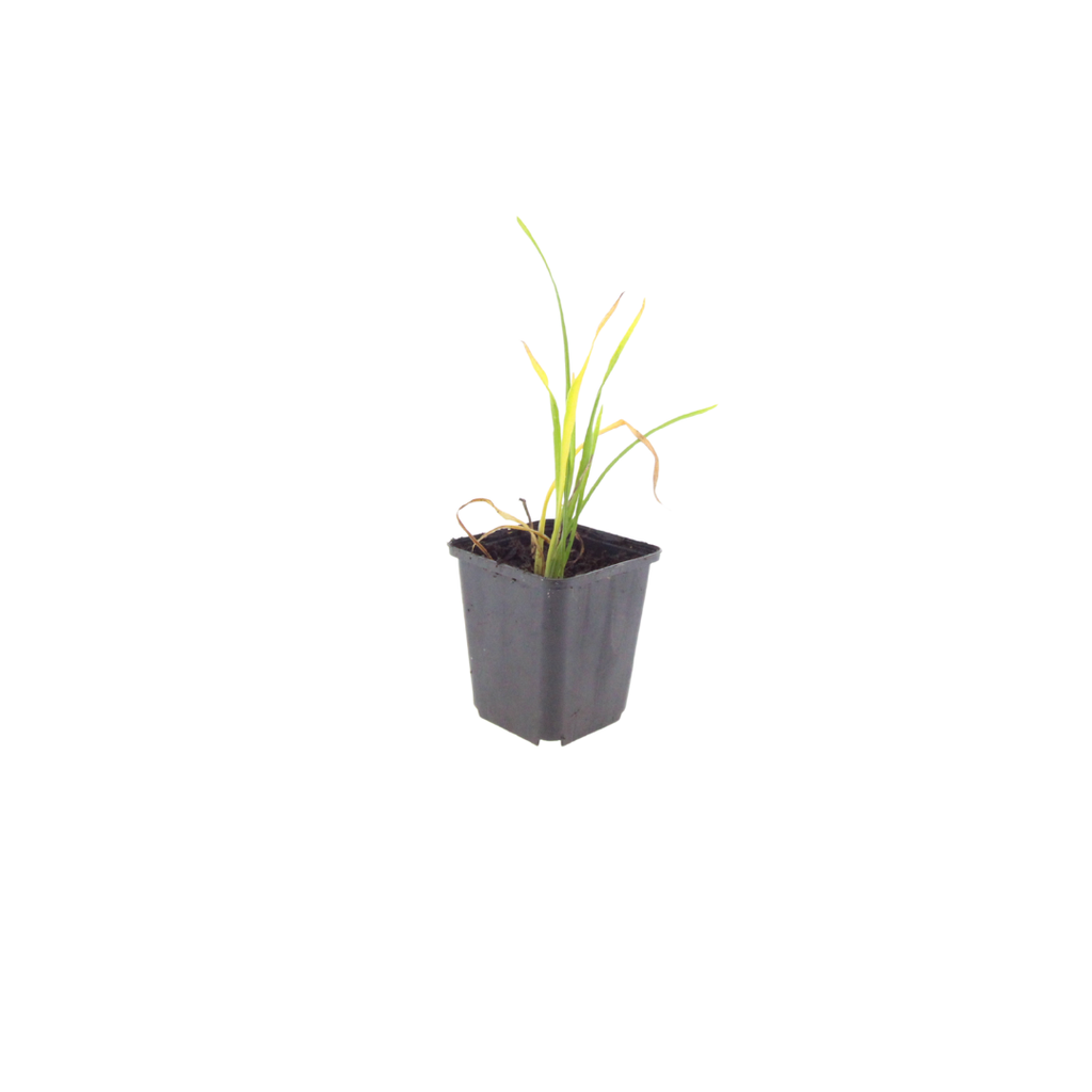 48x Hemerocallis 'Stella de Oro' - ↕10-25cm - Ø9cm