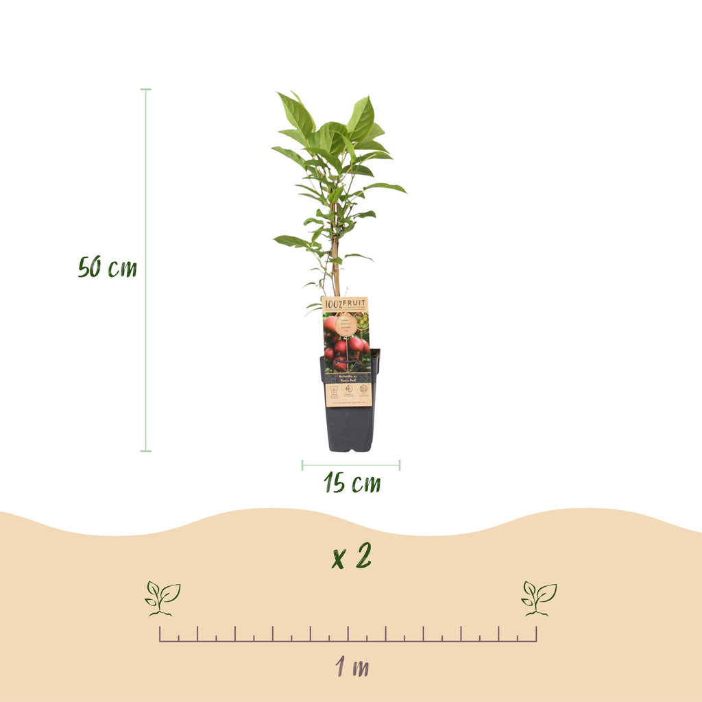 Fruitplant - Actinidia Weiki & Hayward, Ken,s Red, Golden Kiwi - Kiwiplant - 1 Mannelijke - 3 Vrouwelijke - Planten - Groen-Rood-Geel - Pot 15cm - Hoogte 50cm
