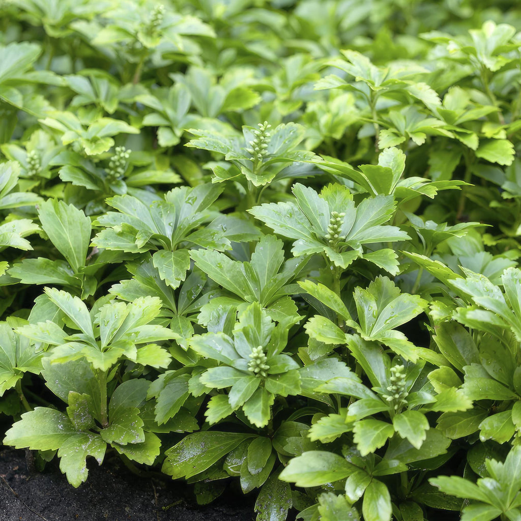 24x Pachysandra term. 'Green Carpet' - ↕10-25cm - Ø9cm