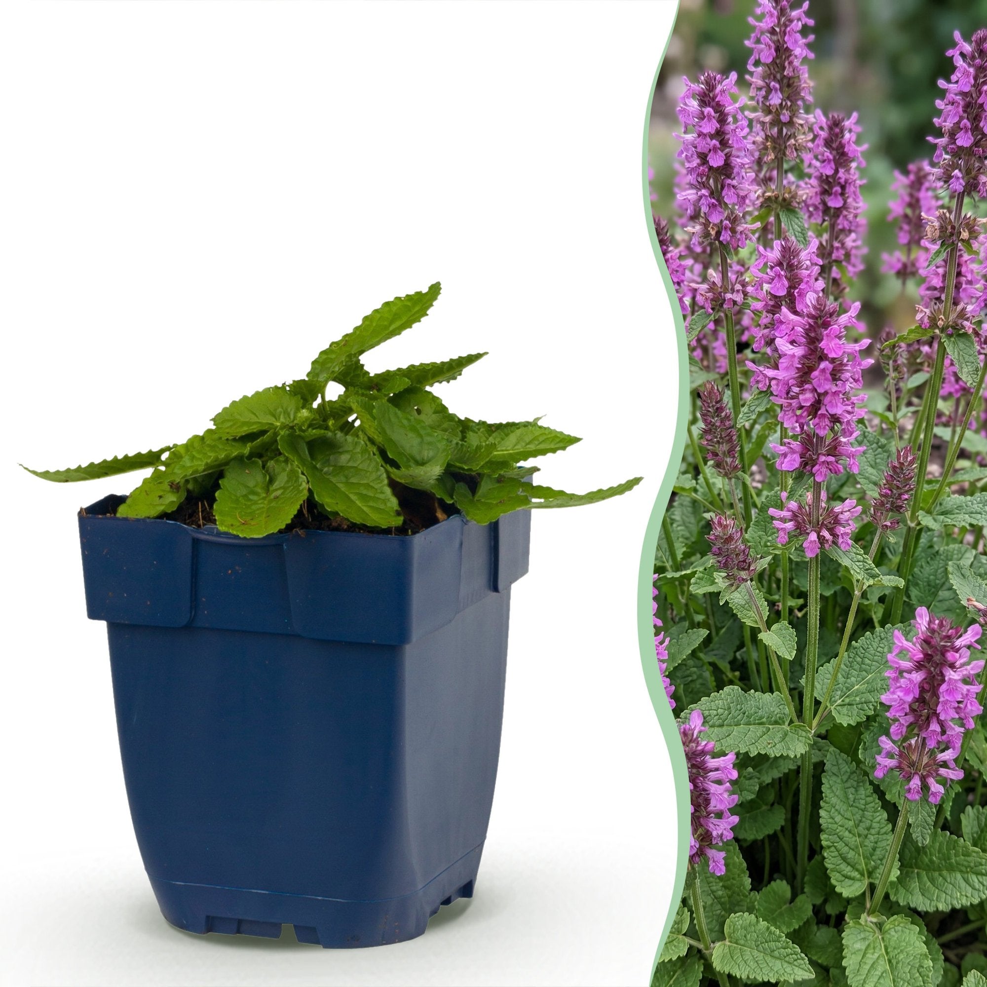 Vasteplant - Stachys mon. Hummelo - Ezeloor - Bijen- en vlinderlokkers - Paars - 1 Plant - Pot 11cm - Hoogte 15-25cm