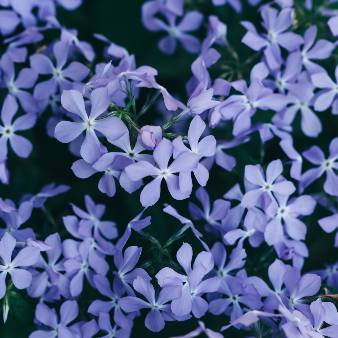 60x Phlox (S) 'Emerald Cushion Blue'- ↕10-25cm - Ø9cm