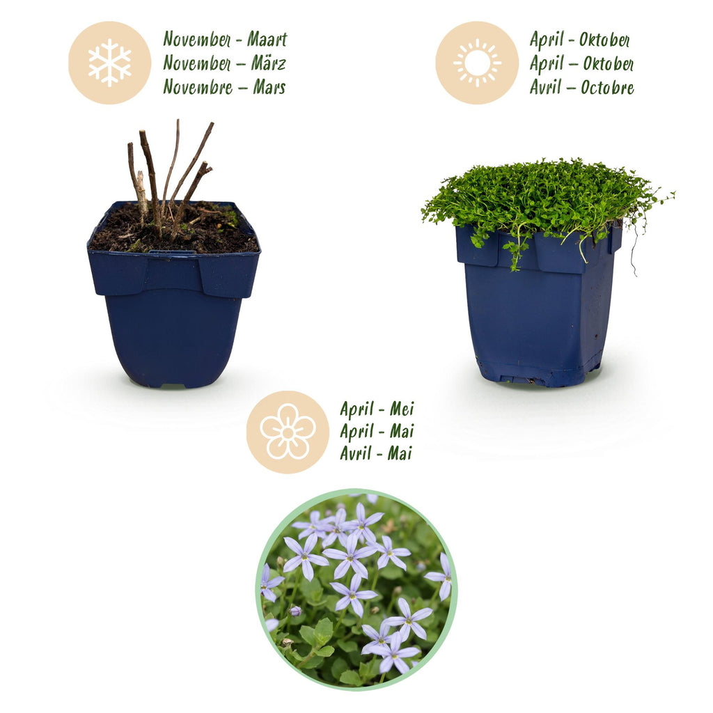 Vasteplant - Isotoma fluviatilis - Sterrenbloem - Rotsplanten - Licht Blauw - 12 Planten - Pot 11cm - Hoogte 15-25cm