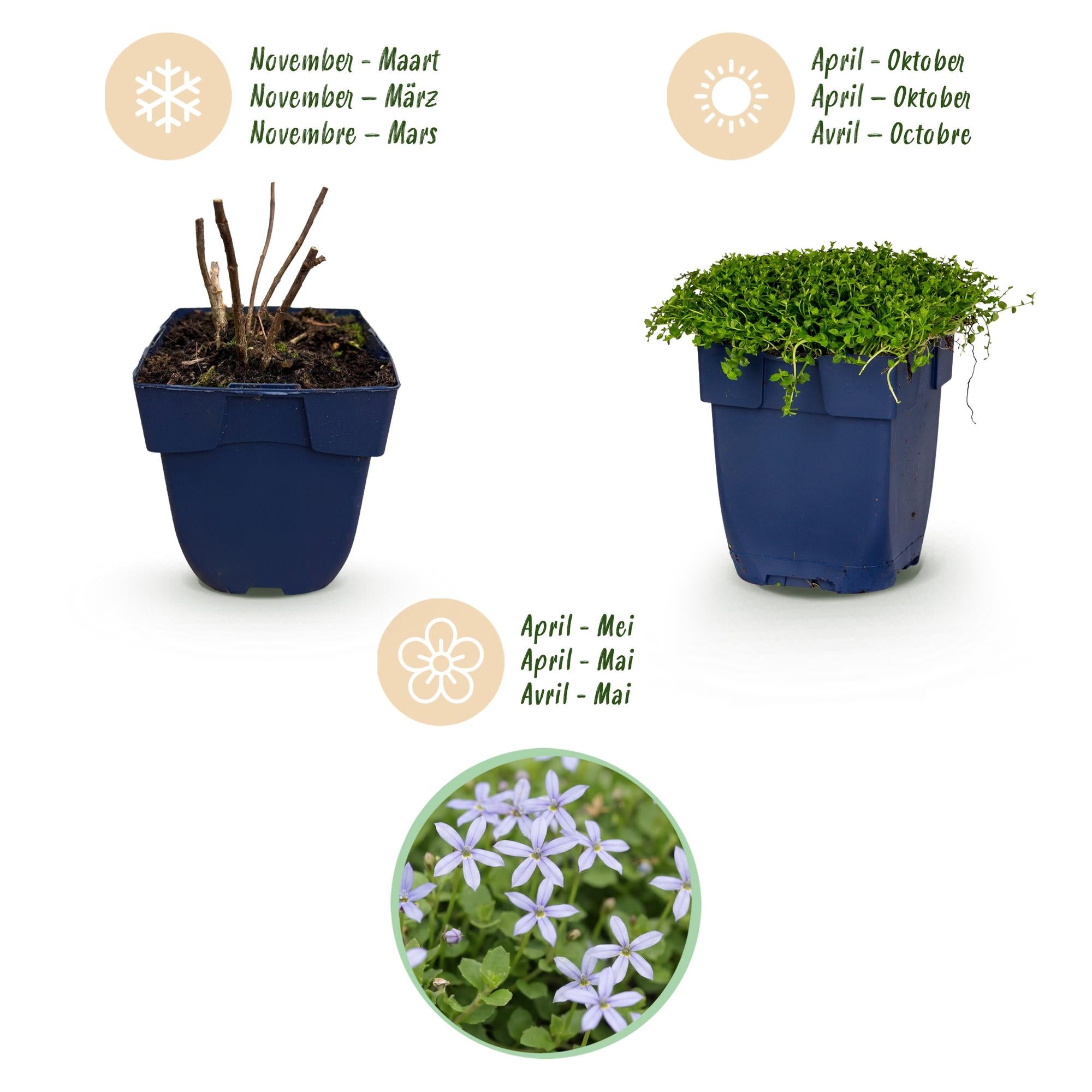 Vasteplant - Isotoma fluviatilis - Sterrenbloem - Rotsplanten - Licht Blauw - 12 Planten - Pot 11cm - Hoogte 15-25cm