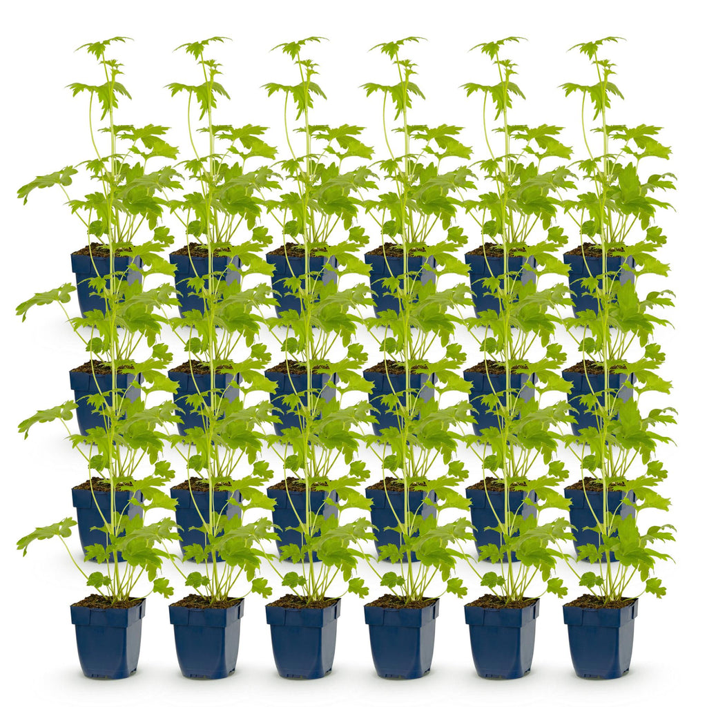 Vasteplant - Delphinium (P) Blue Bird - Ridderspoor - Bijen en Vlinderlokkers - Blauw - 24 Planten - Pot 11cm - Hoogte 15-25cm