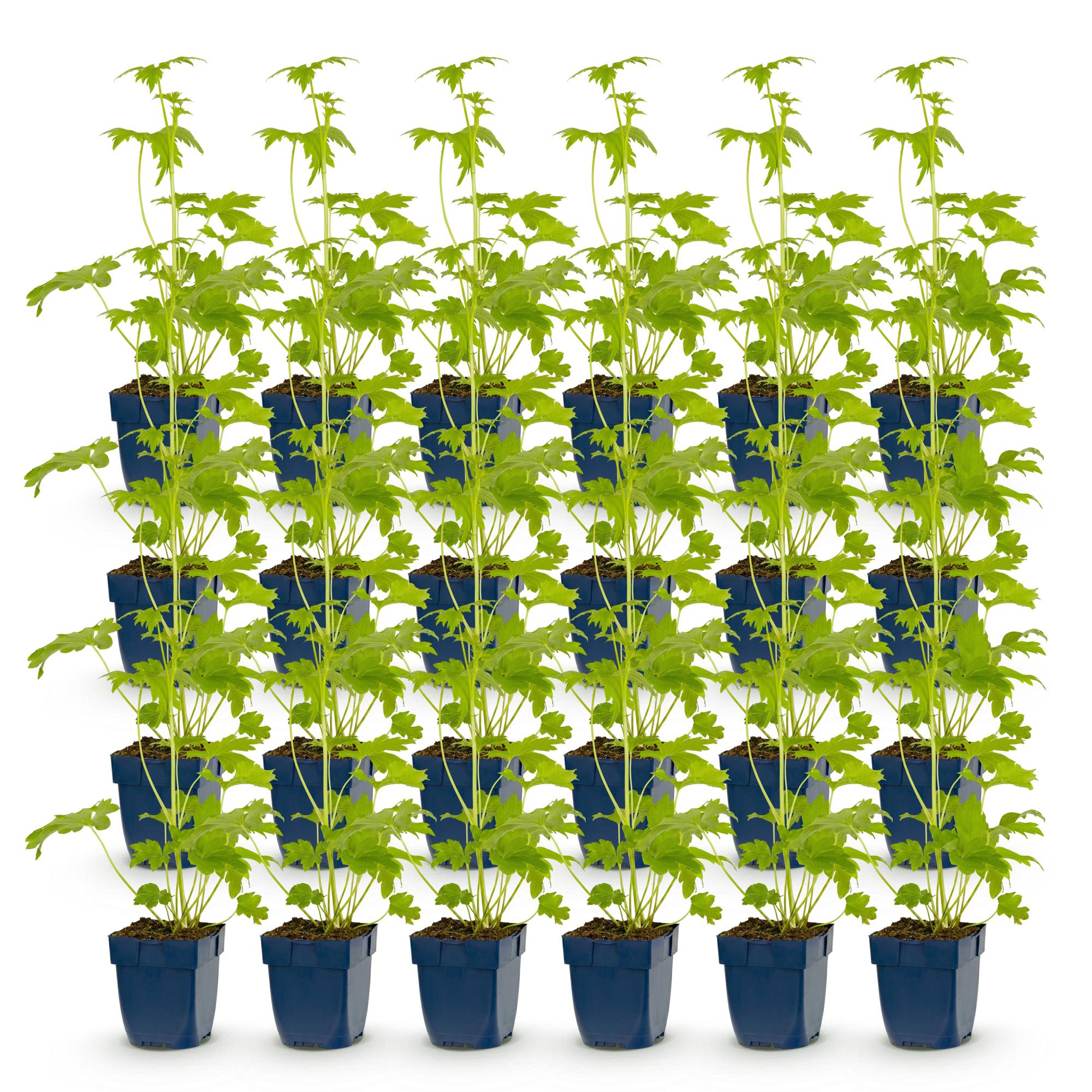 Vasteplant - Delphinium (P) Blue Bird - Ridderspoor - Bijen en Vlinderlokkers - Blauw - 24 Planten - Pot 11cm - Hoogte 15-25cm