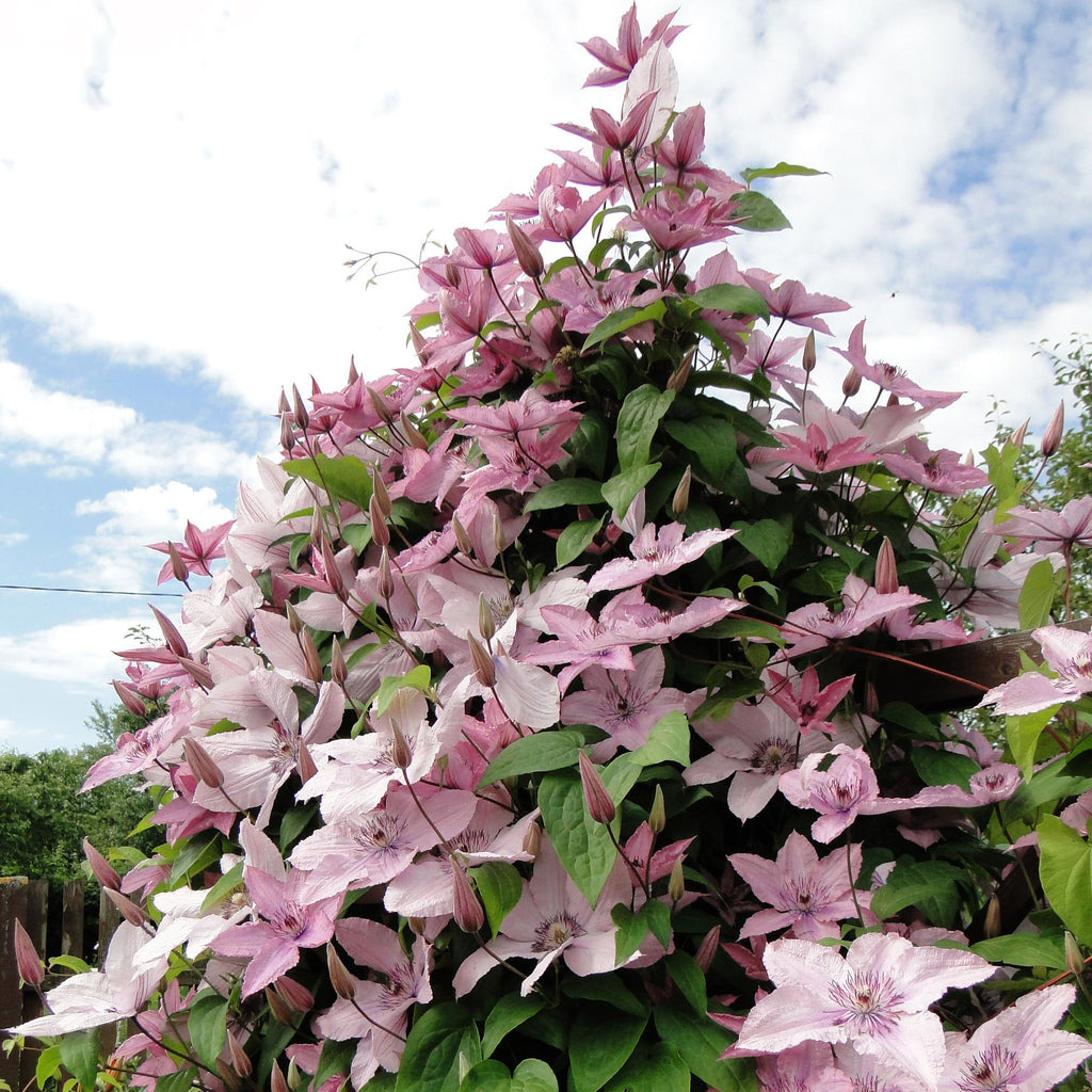 Klimplant - Clematis Hagley Hybrid - Bloem Roze - Weinig onderhoud -2 planten -  Pot 11cm Hoogte 40cm