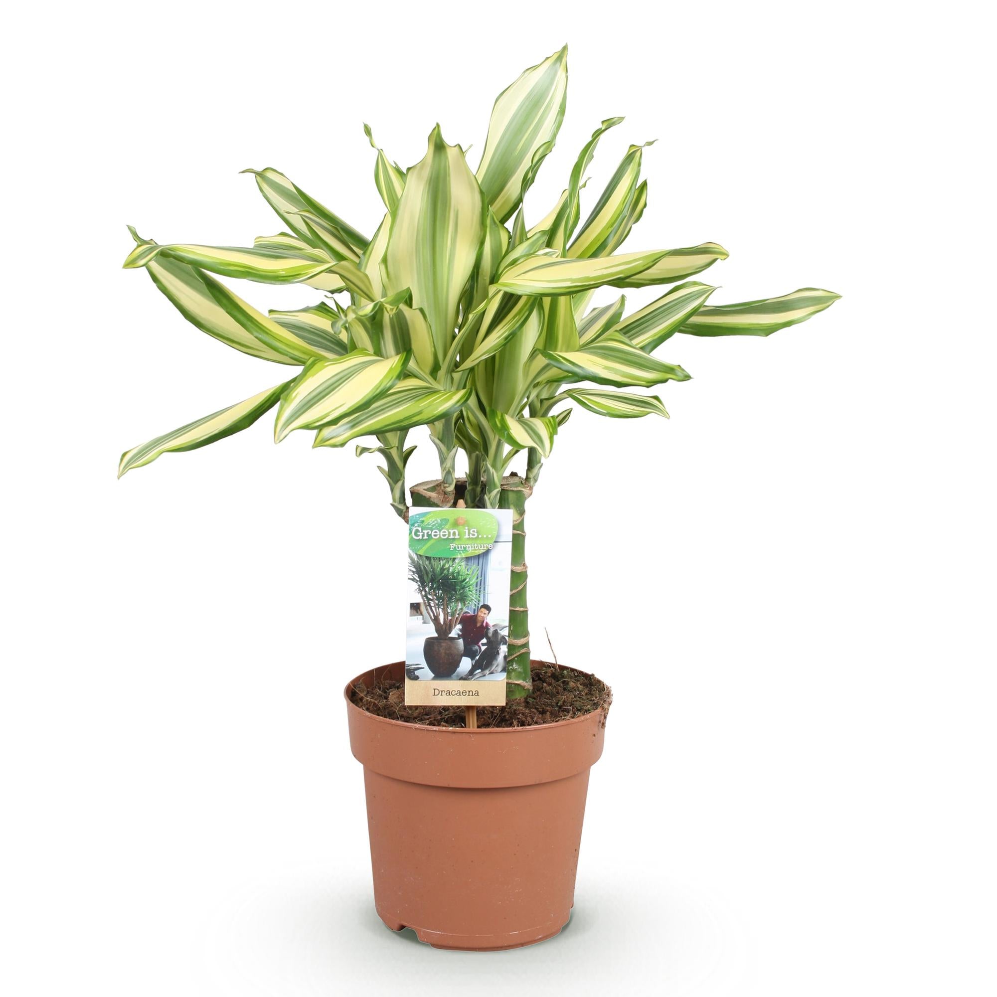 Green is... Kamerplanten - Dracaena fragrans Diamond Dream - Drakenbloedboom - Weinig onderhoud - Groen - 1 Plant - Pot 17cm - Hoogte 50-55cm