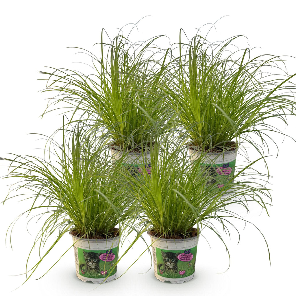 Kamerplant - Cyperus alternifolius Zumula - Kattengras - Huisdiervriendelijk - Groen - 4 Planten - Pot 12cm - Hoogte 28-30cm