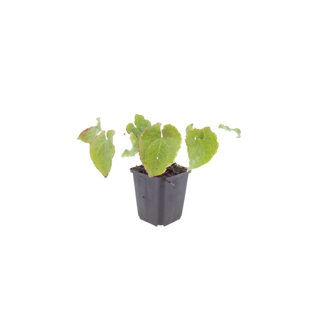 24x Epimedium perralc. 'Frohnleiten' - ↕10-25cm - Ø9cm
