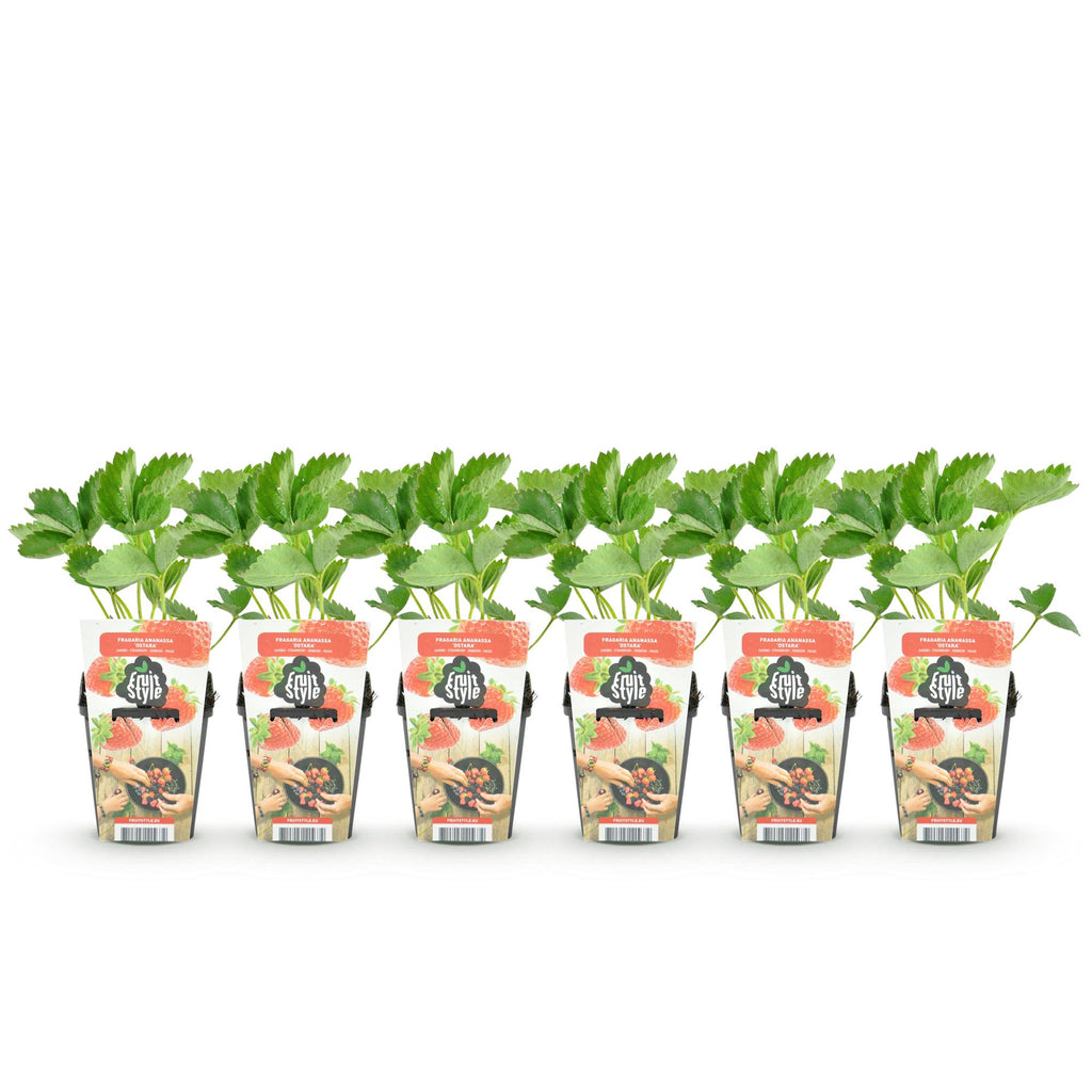 Fruitplanten - Aardbei - Fragaria Elsanta - Winterhard - 6 Planten - Pot 9 cm - Rode Aardbei