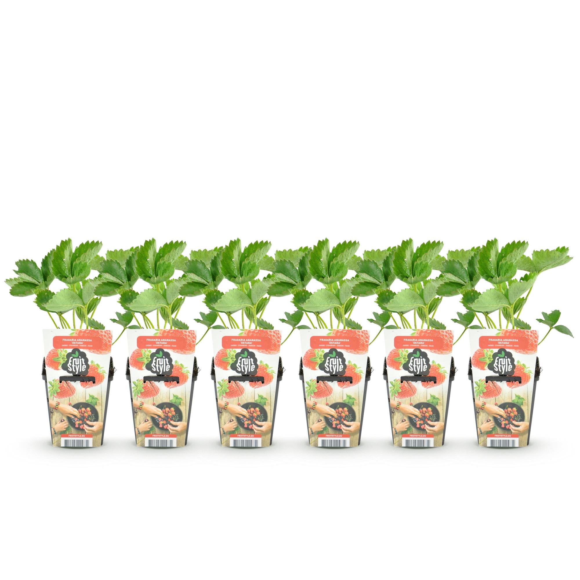 Fruitplanten - Aardbei - Fragaria Elsanta - Winterhard - 6 Planten - Pot 9 cm - Rode Aardbei