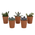 Vetplanten mix 5.5 cm - 5x - in terracotta pot