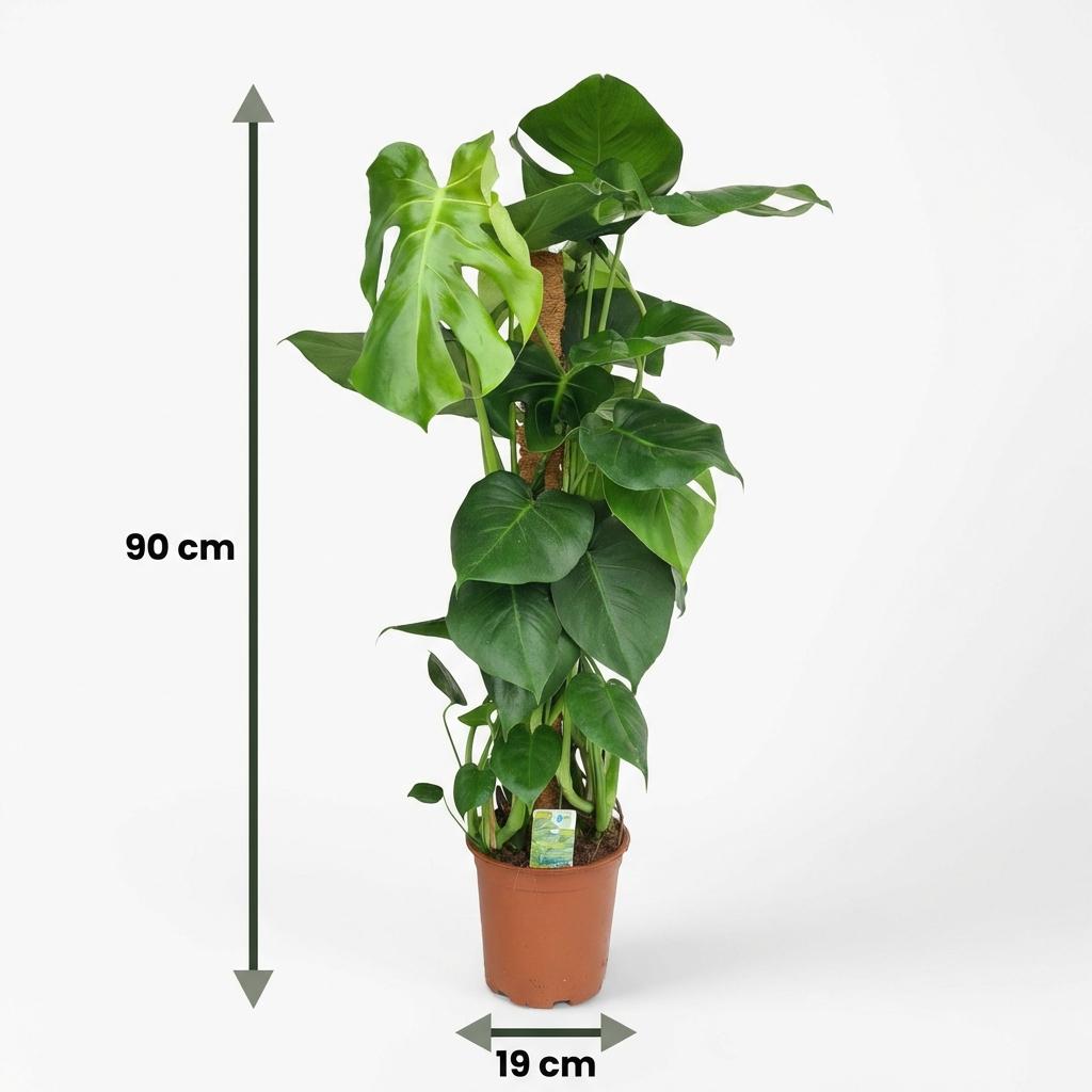 Kamerplant - Gatenplant - Monstera Deliciosa mosstok - Groen - Weinig onderhoud - 1 Plant - Pot 19cm - Hoogte 90cm